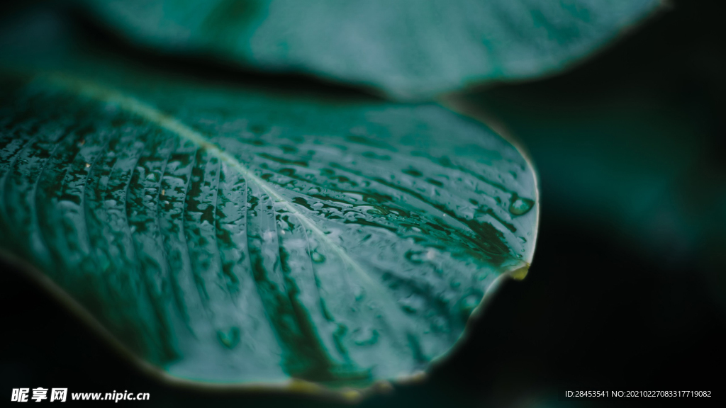 植物特写