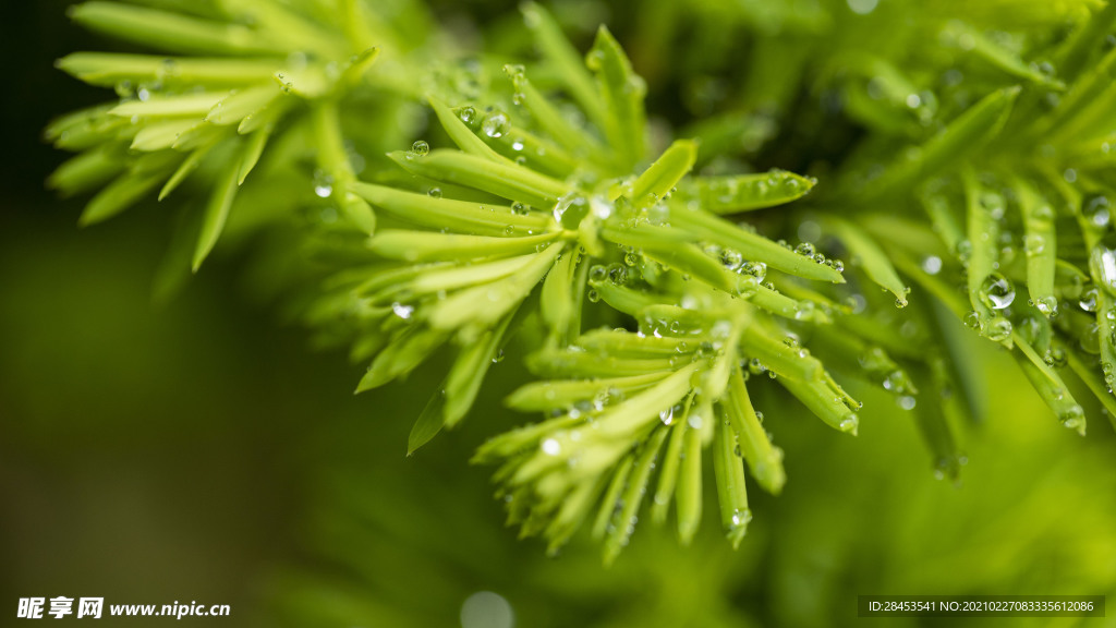 植物特写