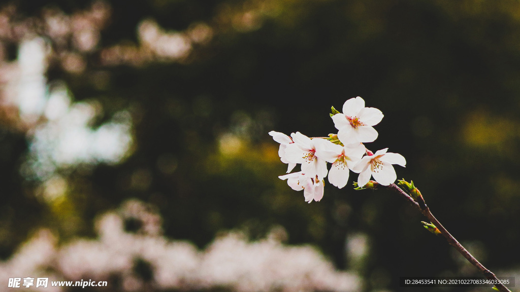 植物特写