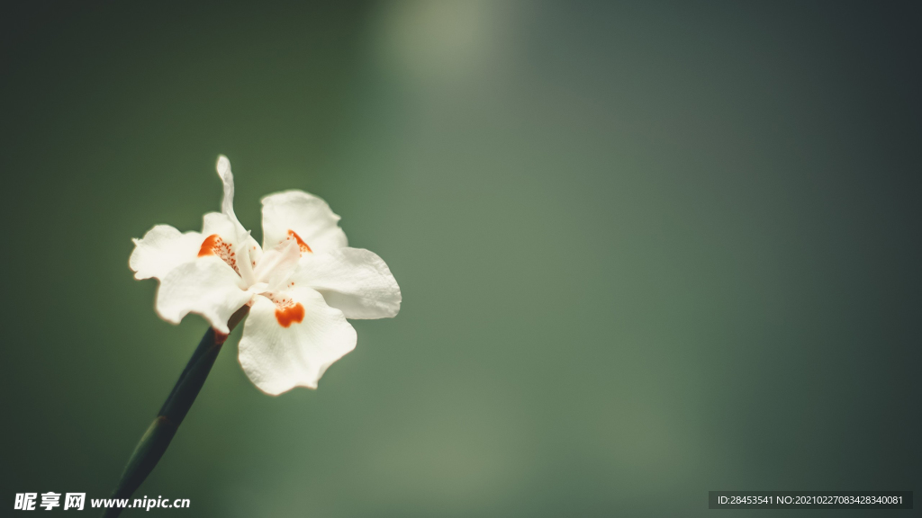 植物特写