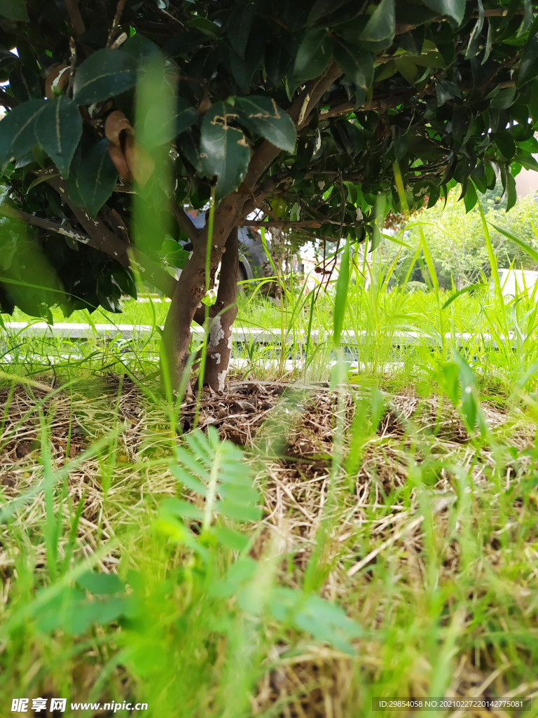 草