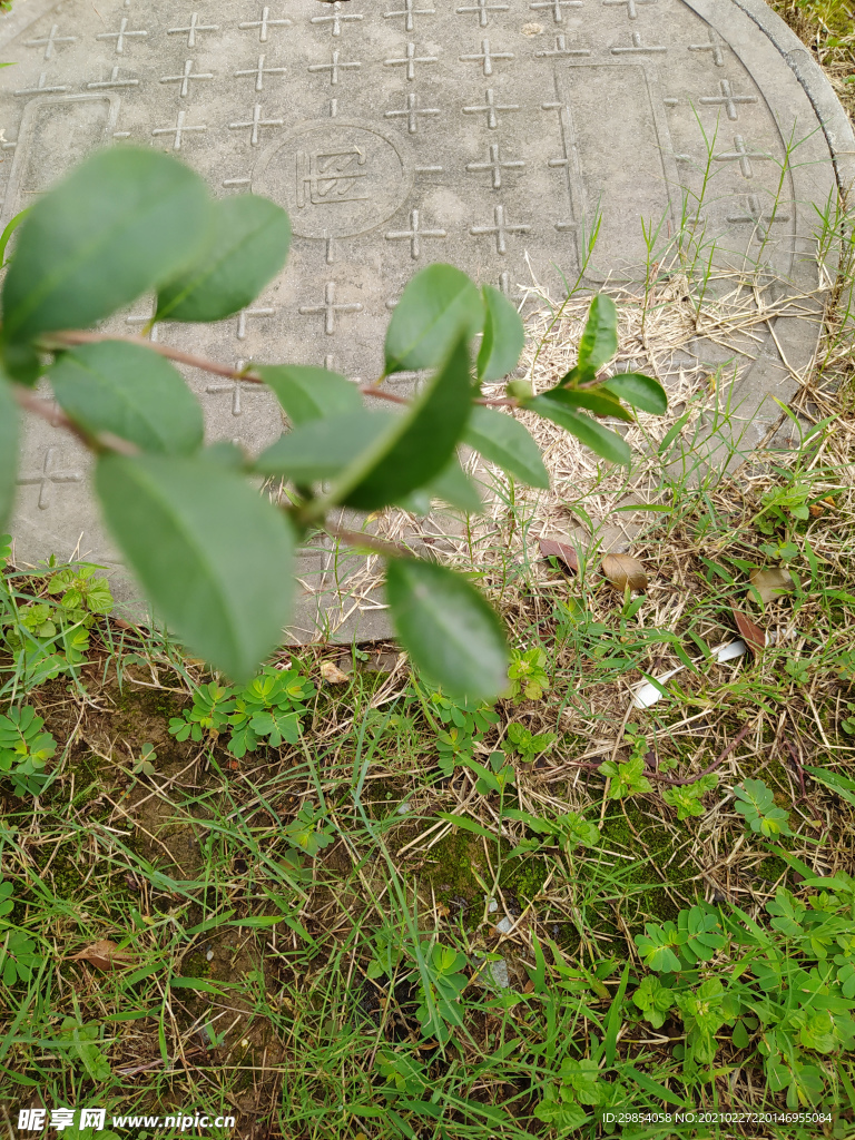 草