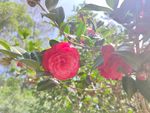 花 山茶花