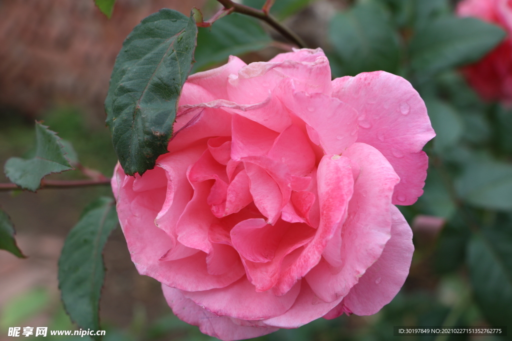 雨露花朵