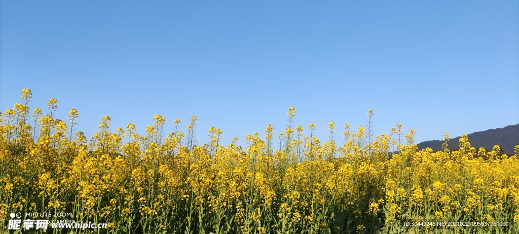 油菜花 田园风光