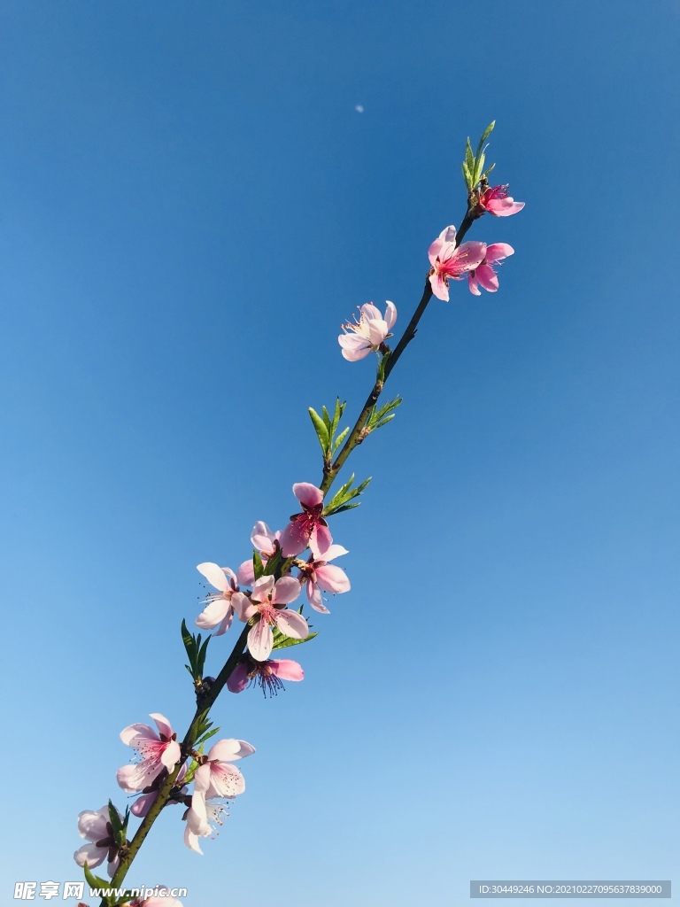 桃花节 桃花壁纸 桃花枝