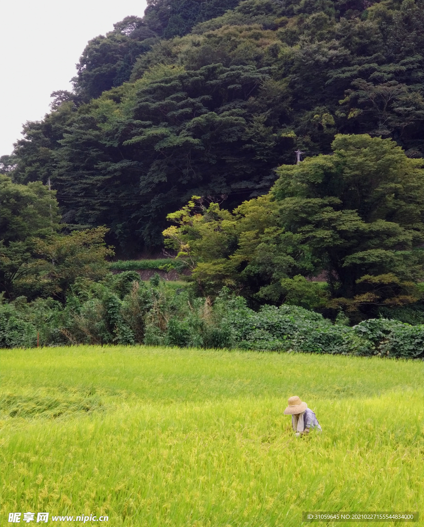 山间稻田