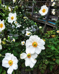 野棉花