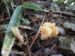 野生菌