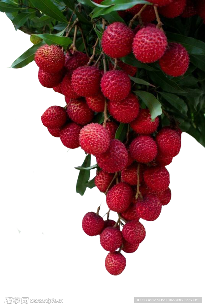 荔枝