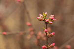 粉红的花蕾
