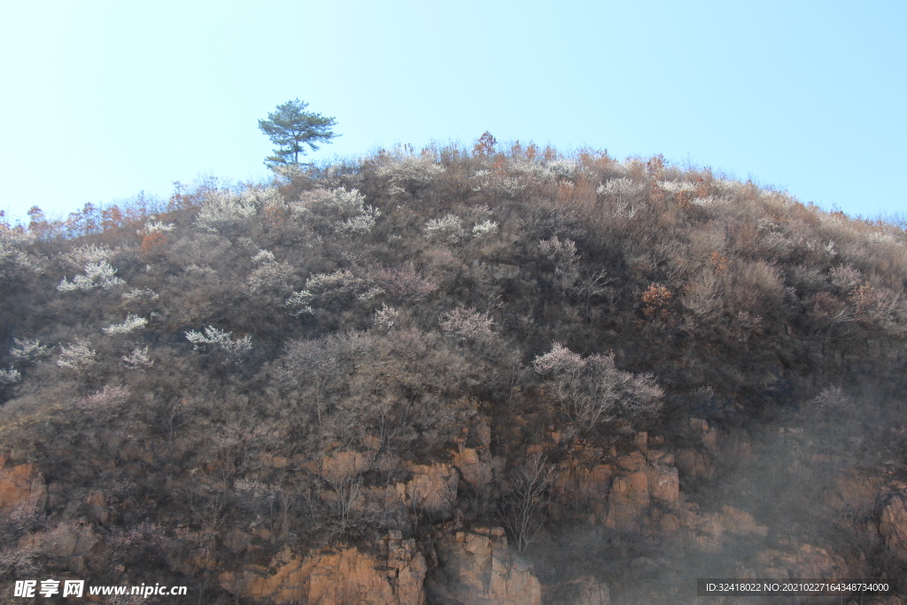 满山的花