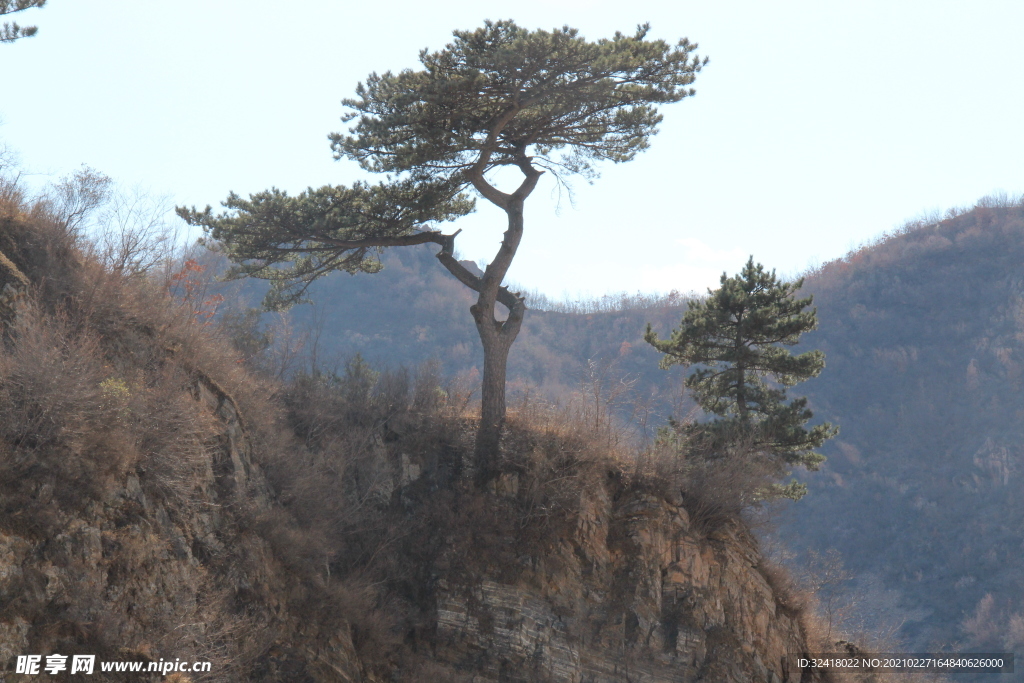 半山松