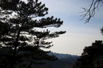 松树与远山
