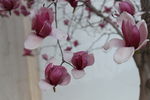 木兰花