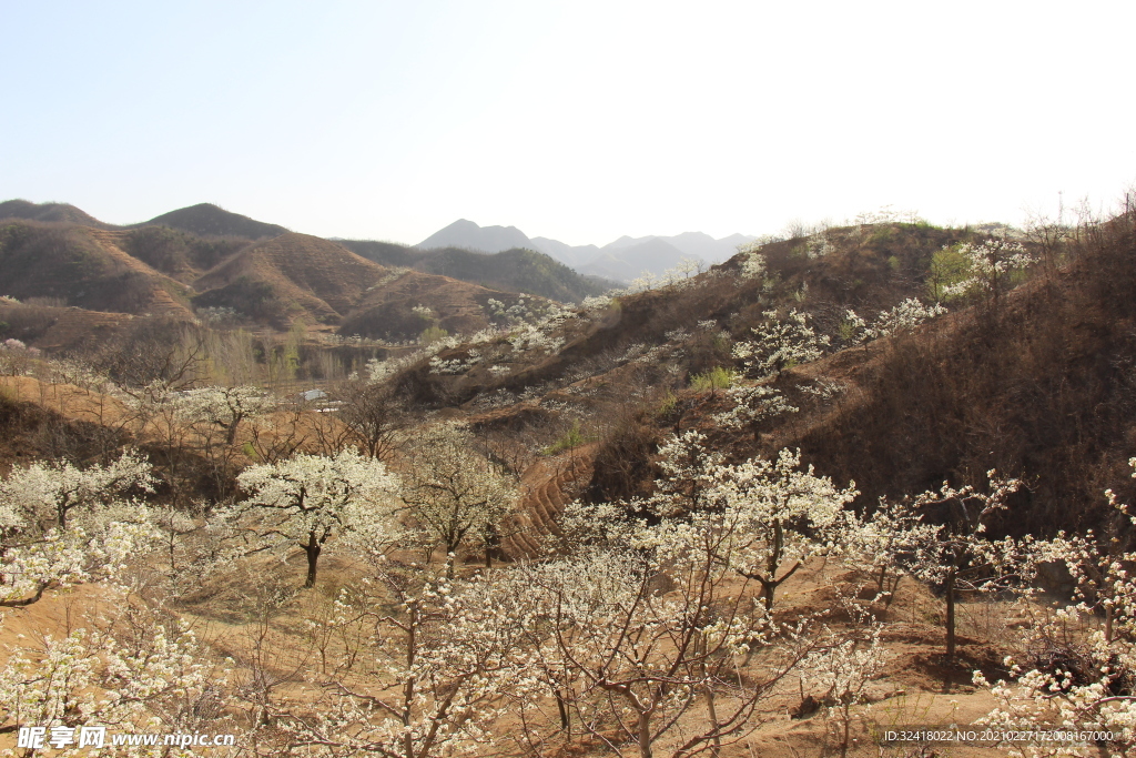 满山的梨花