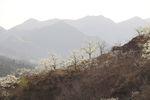 群山前的花