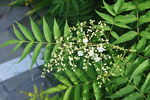 园林花灌木之珍珠梅