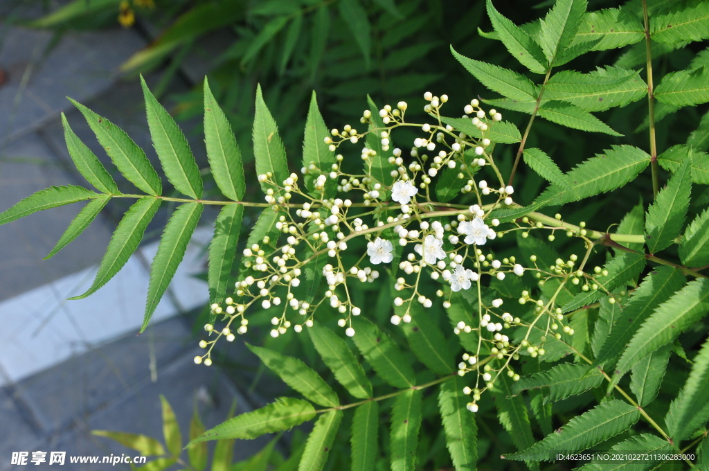 园林花灌木之珍珠梅