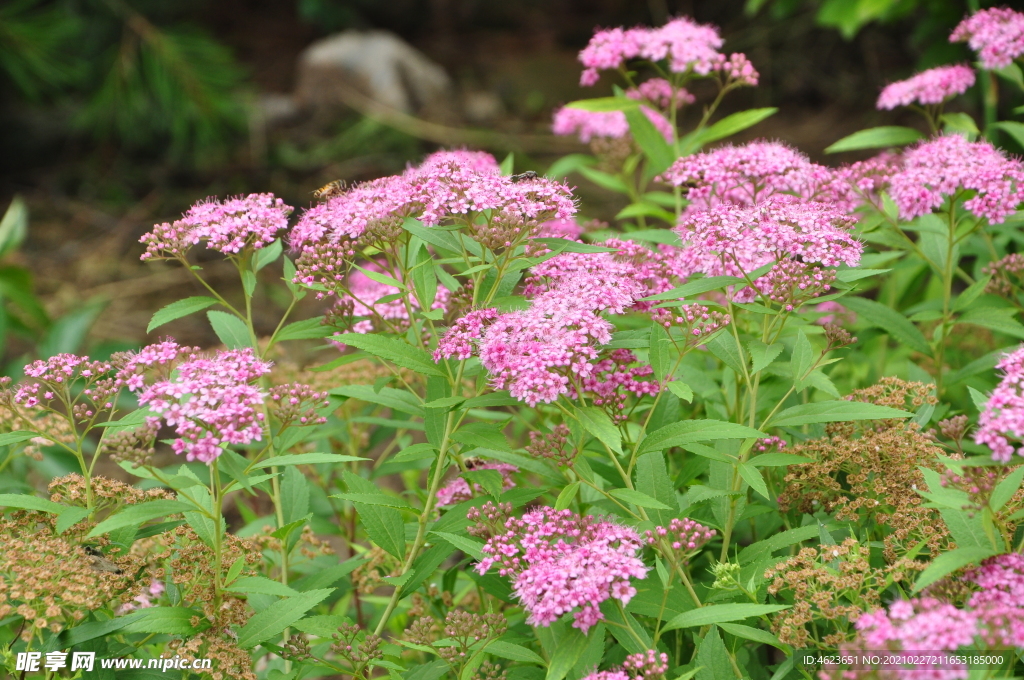 园林花灌木之金山绣线菊