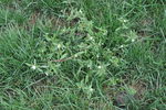 野菜杂草之鳢肠
