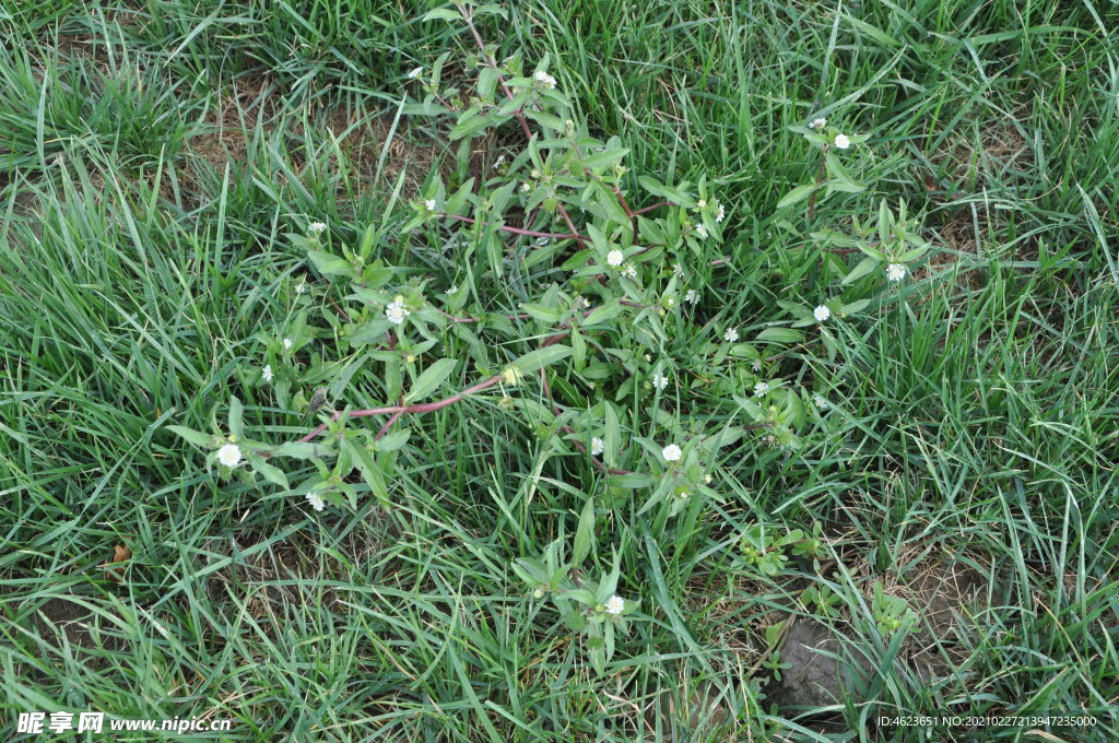 野菜杂草之鳢肠