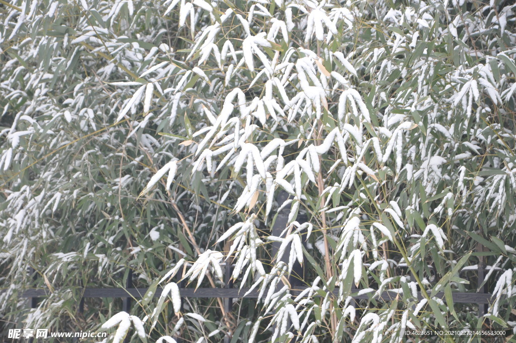 北京下雪后的竹子