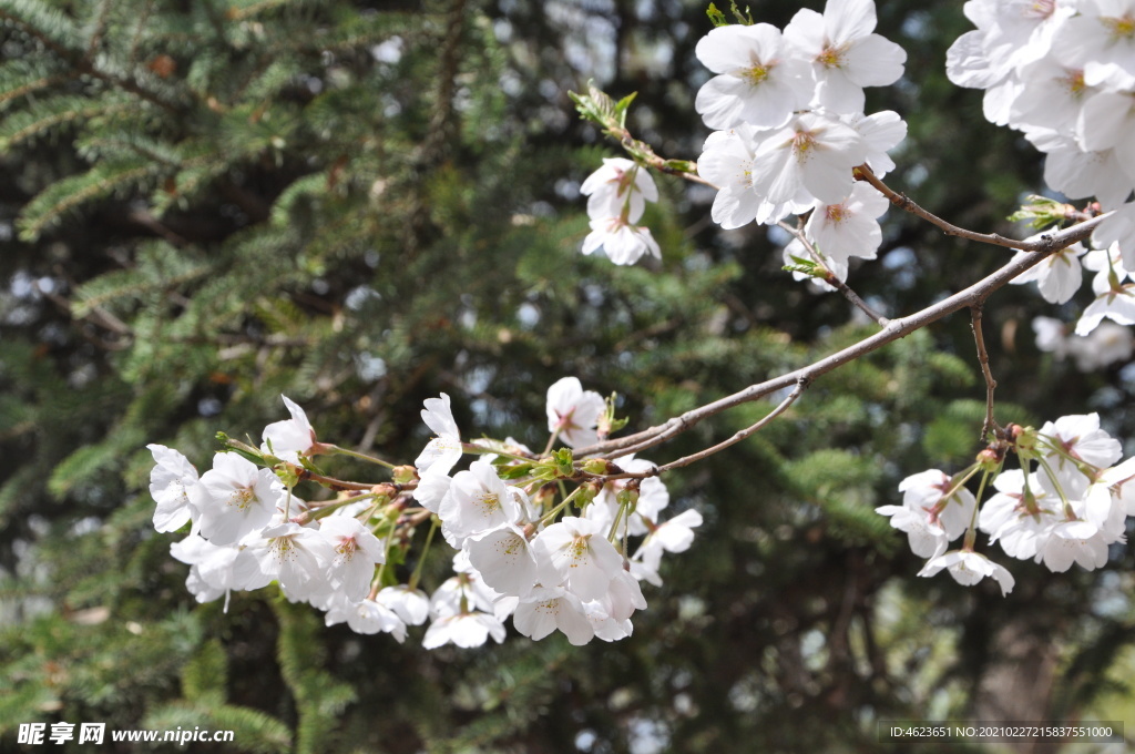 春天的公园植物景观之樱桃开花了
