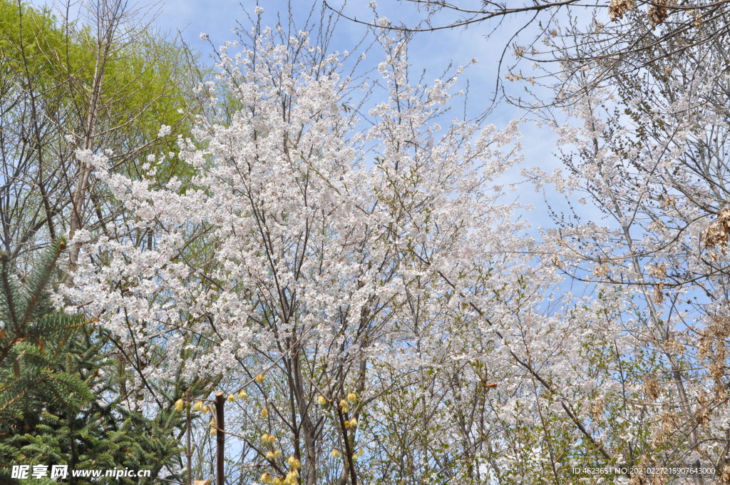 春天的公园植物景观之樱桃开花了