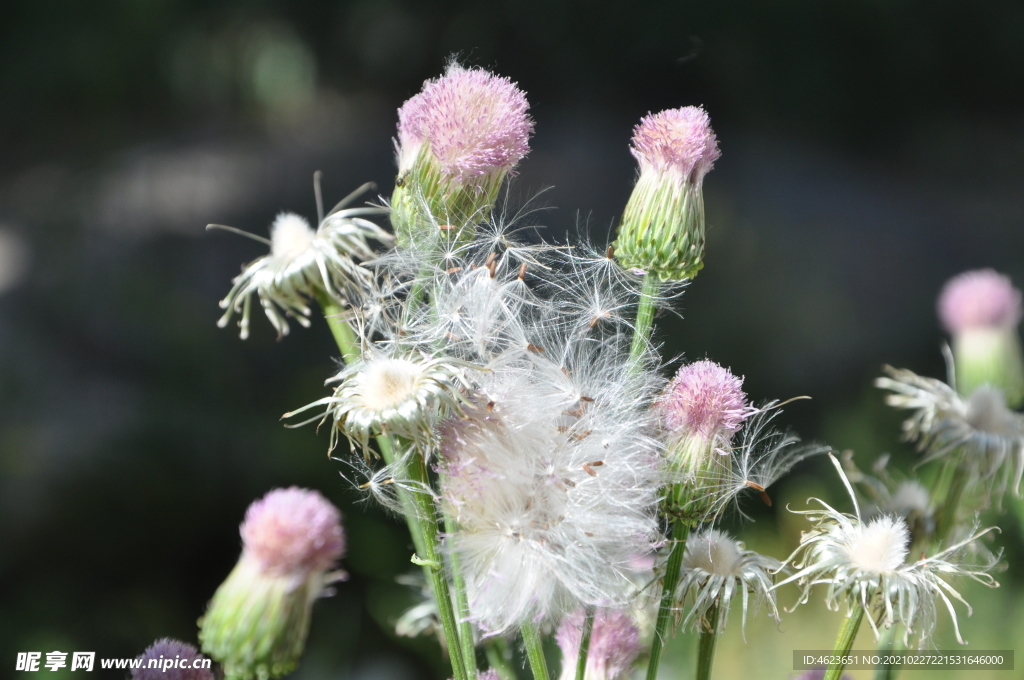 野花野草之泥胡菜