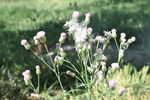 野花野草之泥胡菜