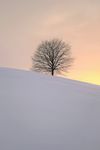 雪地上的一棵树