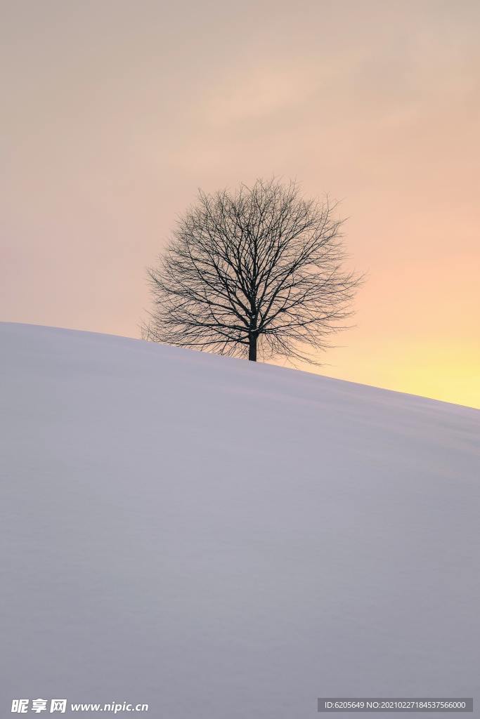 雪地上的一棵树