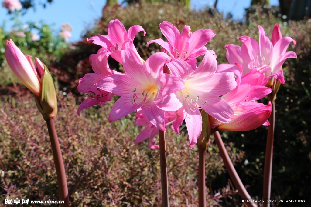 美丽的百合花