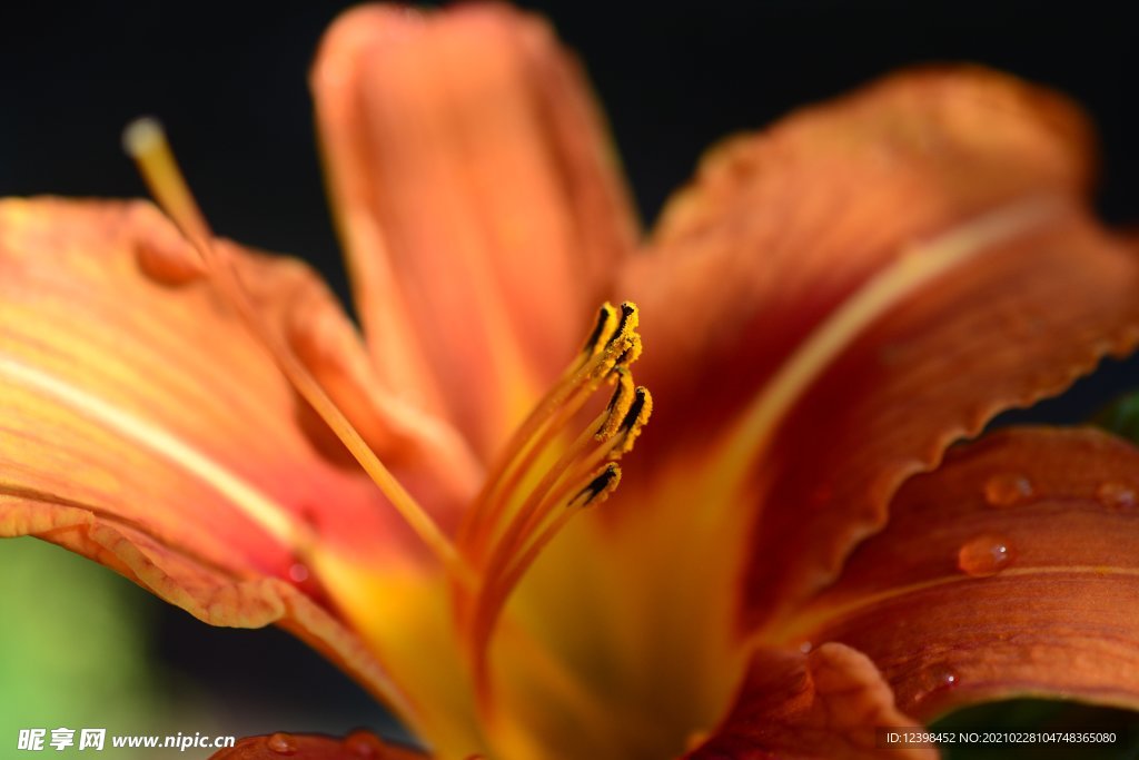 美丽的百合花