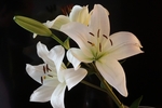 美丽的百合花