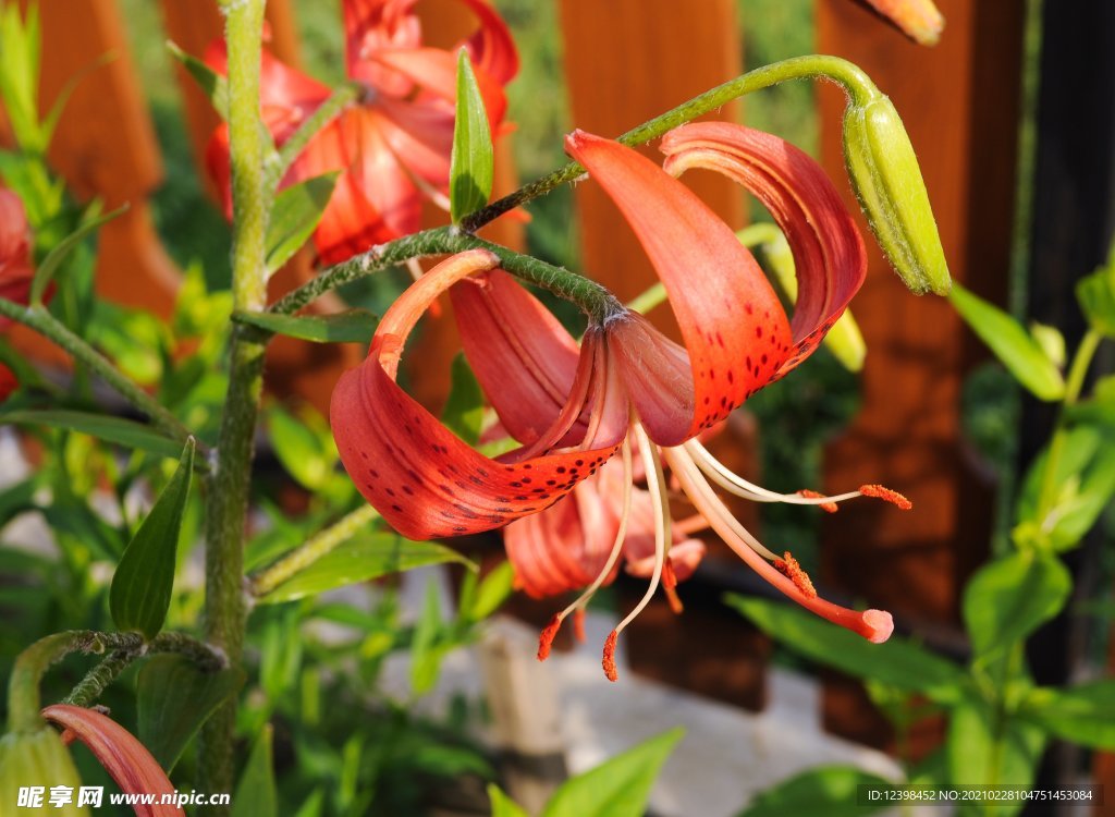 美丽的百合花