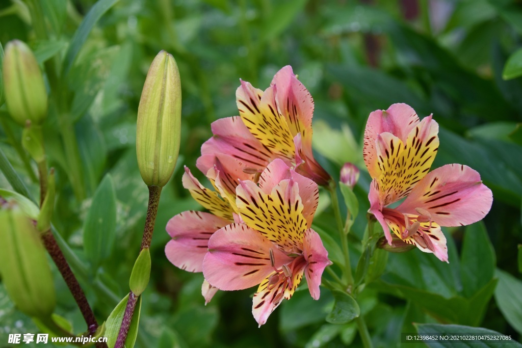 美丽的百合花