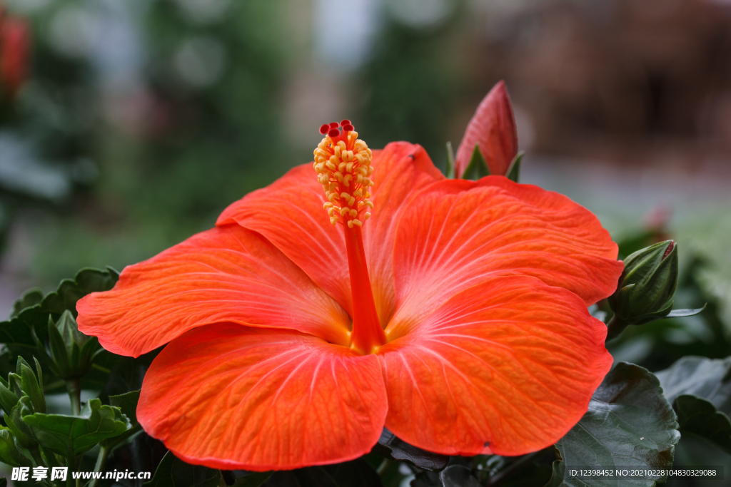 美丽的芙蓉花