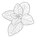 薄荷