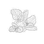 薄荷