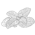 薄荷