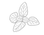 薄荷