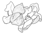 陈皮