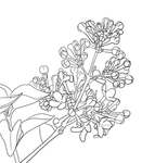 丁香花
