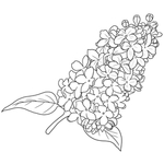 丁香