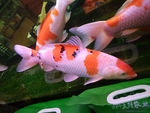 海鱼