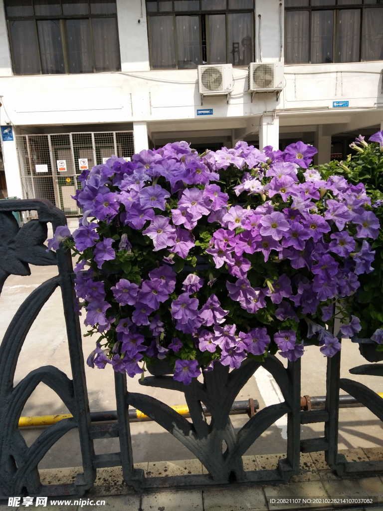 花卉