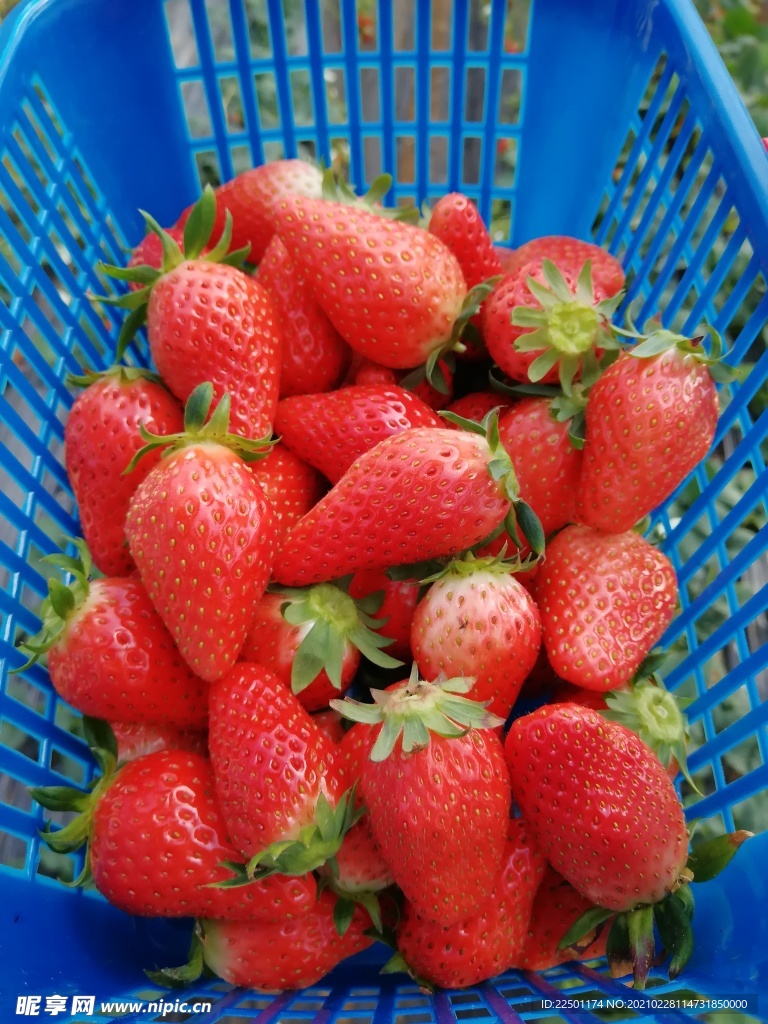 一篮子草莓