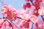 梅花